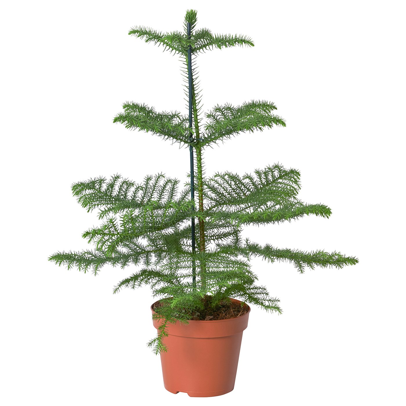 IKEA ARAUCARIA (ИКЕА АРАУКАРИЯ) 705.616.91 Икеа™ - купити в Києві