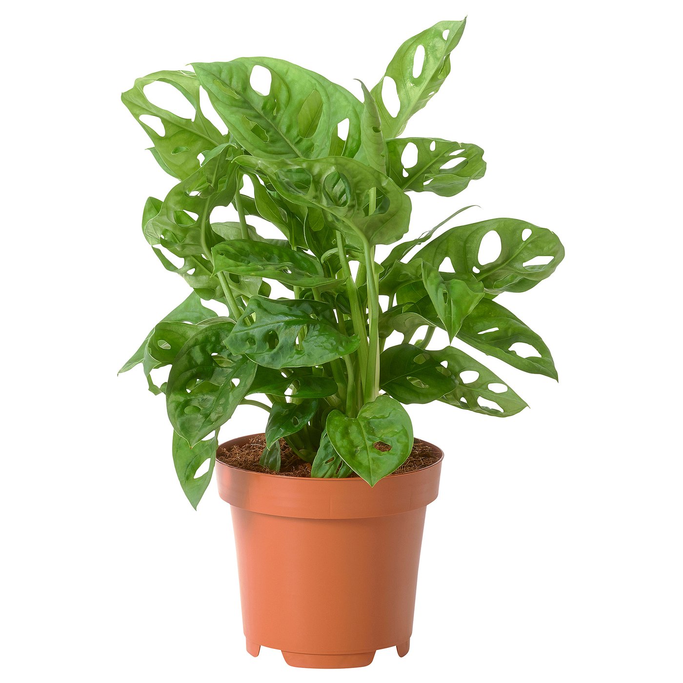IKEA MONSTERA ADANSONII (  ) 605.403.69  -