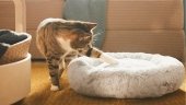 Товары для котов — фото