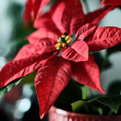 IKEA VINTERFINT (ИКЕА ВИНТЕРФИНТ) 20606574 фото - 4