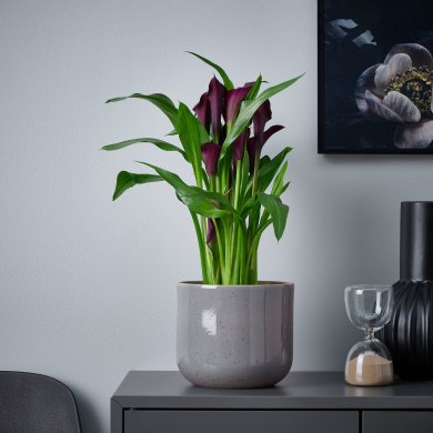 IKEA BUSKKAPRIFOL (ИКЕА БУСККАПРИФОЛЬ) 00595897 фото - 5