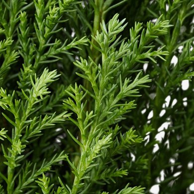 IKEA CHAMAECYPARIS (ИКЕА ШАМЕЦИПАРИС) 50535014 фото - 6