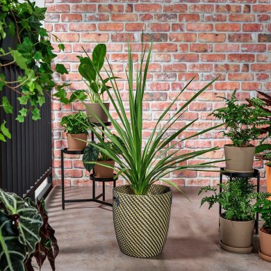 IKEA CORDYLINE INDIVISA (ИКЕА КОРДИЛИН ИНДИВИЗА) 00547118 фото - 4