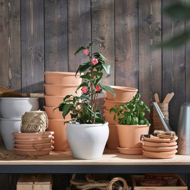 IKEA CAMELLIA JAPONICA (ИКЕА CAMELLIA JAPONICA) 50592387 фото - 2