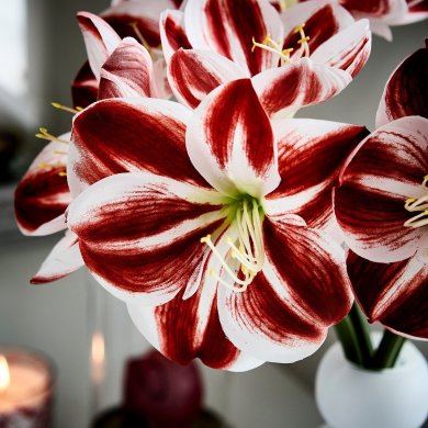 IKEA VINTERFINT (ИКЕА ВИНТЕРФИНТ) 30606639 фото - 2