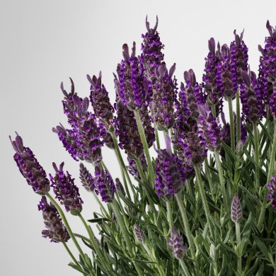 LAVANDULA - 3 IKEA LAVANDULA (ИКЕА ЛАВАНДУЛА) 60547120 фото - 3