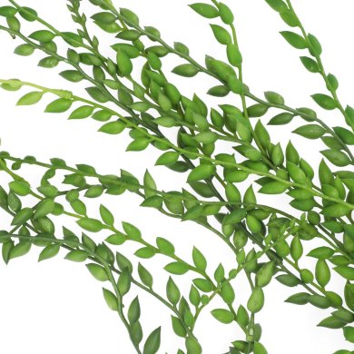 Искусственное растение Homla SENCIO 10x10x54 см | Зеленый 200237 фото - 4