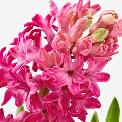 IKEA HYACINTHUS (ИКЕА ГИАЦИНТ) 40535019 фото - 3