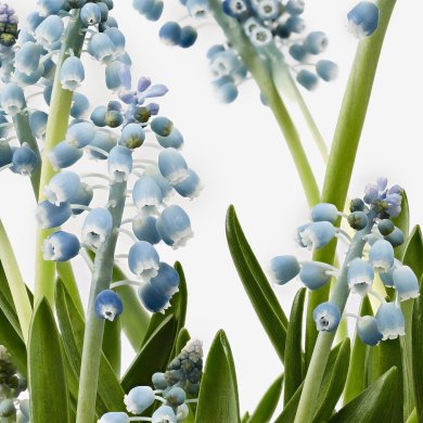 IKEA MUSCARI (ИКЕА МУСКАРИ) 40540370 фото - 4