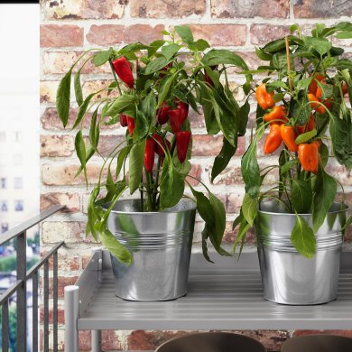 CAPSICUM ANNUUM - 3 IKEA CAPSICUM ANNUUM (ИКЕА КАПСИКУМ ГОДОВОЙ) 40547116 фото - 3