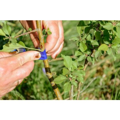 Инструмент для прививки деревьев и кустарников Garden Line Черный - 6 Инструмент для прививки деревьев и кустарников Garden Line Черный SEN8768 фото - 6