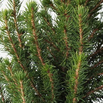 PICEA GLAUCA CONICA - 4 IKEA PICEA GLAUCA CONICA (ИКЕА ПИСЕЯ ГЛАУКА КОНИКА) 20561698 фото - 4