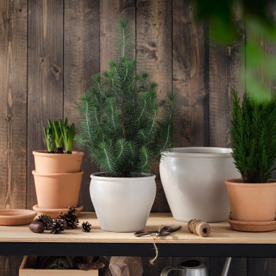 PINUS PINEA - 3 IKEA PINUS PINEA (ИКЕА ПИНУС ПИНЕЯ) 00561699 фото - 3