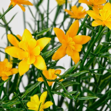 IKEA FEJKA (ИКЕА ФАЛЬШИВЫЙ) 20613353 фото - 2