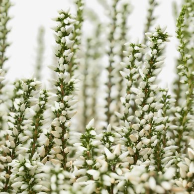 IKEA CALLUNA (ИКЕА КАЛЛУН) 60555394 фото - 4