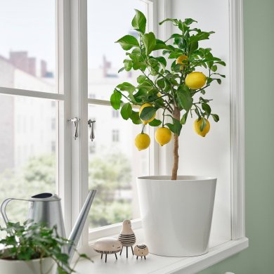 IKEA CITRUS (ИКЕА ЦИТРУСОВЫЕ) 40593561 фото - 2