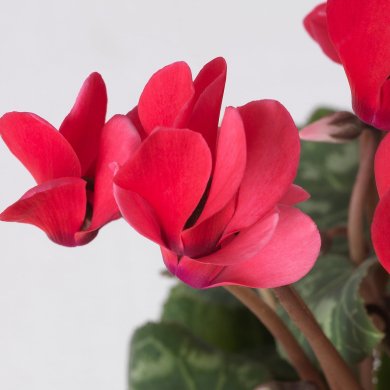IKEA CYCLAMEN (ИКЕА CYCLAMEN) 80592376 фото - 2