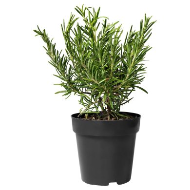 IKEA ROSMARINUS OFFICINALIS (ИКЕА ROSMARINUS OFFICINALIS) 90574635