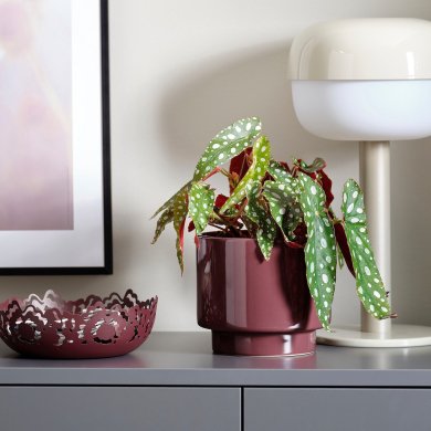 DRAKFRUKT - 2 IKEA DRAKFRUKT (ИКЕА ДРАКФРУКТ) 00570514 фото - 2