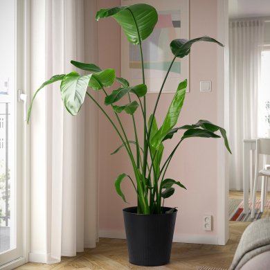 IKEA CITRONMELISS (ИКЕА ЦИТРОНМЕЛИСС) 40562512 фото - 2