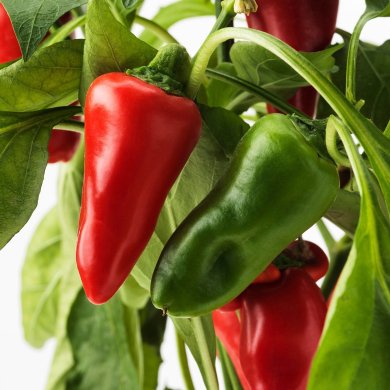 CAPSICUM ANNUUM - 4 IKEA CAPSICUM ANNUUM (ИКЕА КАПСИКУМ ГОДОВОЙ) 40547116 фото - 4