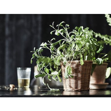 KAKTUSFIKON - 3 IKEA KAKTUSFIKON (ИКЕА КАКТУСФИКОН) 50454885 фото - 3