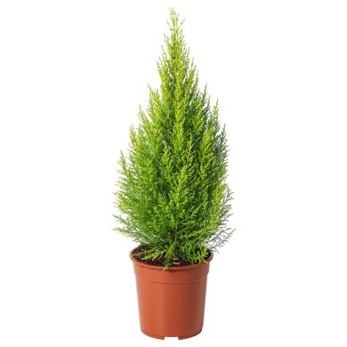IKEA CUPRESSUS MACROCARPA (ИКЕА КИПРЕСС МАКРОКАРПА) 00569737