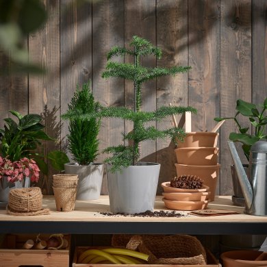 IKEA ARAUCARIA (ИКЕА АРАУКАРИЯ) 10535011 фото - 2