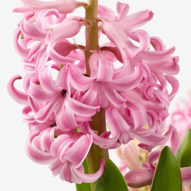 IKEA HYACINTHUS (ИКЕА ГИАЦИНТ) 40535019 фото - 7