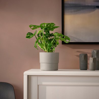 IKEA MONSTERA ADANSONII (ИКЕА МОНСТРЫ АДАНСОНИИ) 60540369 фото - 2