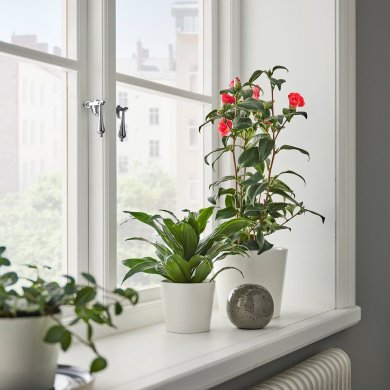 IKEA CAMELLIA JAPONICA (ИКЕА CAMELLIA JAPONICA) 50592387 фото - 3