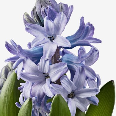 IKEA HYACINTHUS (ИКЕА ГИАЦИНТ) 60587842 фото - 7