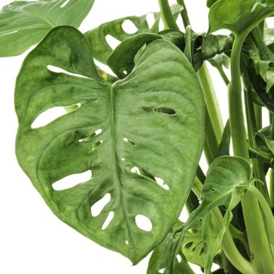 IKEA MONSTERA ADANSONII (ИКЕА МОНСТРЫ АДАНСОНИИ) 60540369 фото - 3