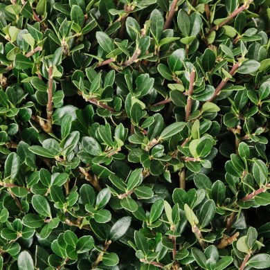 IKEA ILEX (ИКЕА ILEX) 60574632 фото - 2