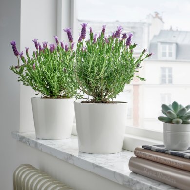 LAVANDULA - 2 IKEA LAVANDULA (ИКЕА ЛАВАНДУЛА) 60547120 фото - 2