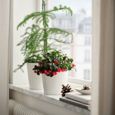 IKEA GAULTHERIA PROCUMBENS (ИКЕА ГАЛТЕРИЯ ПРОКУМБЕНС) 10561694 фото - 2