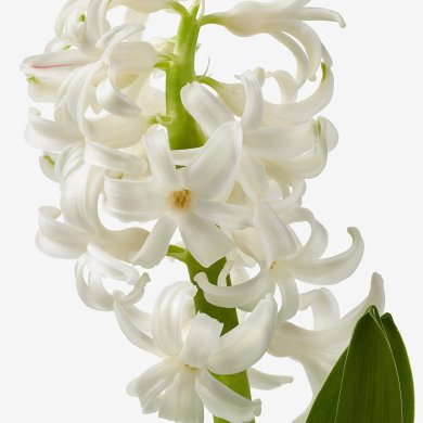 IKEA HYACINTHUS (ИКЕА ГИАЦИНТ) 40535019 фото - 6