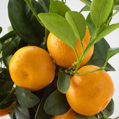 IKEA CITRUS (ИКЕА ЦИТРУСОВЫЕ) 30540361 фото - 3