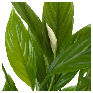 IKEA SPATHIPHYLLUM (ИКЕА SPATHIPHYLLUM) 70144849 фото - 2