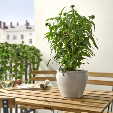 IKEA ECHINACEA (ИКЕА ECHINACEA) 40592383 фото - 2