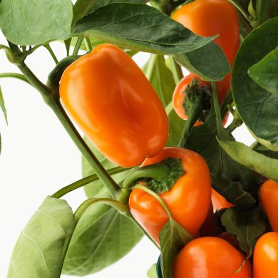 CAPSICUM ANNUUM - 5 IKEA CAPSICUM ANNUUM (ИКЕА КАПСИКУМ ГОДОВОЙ) 40547116 фото - 5