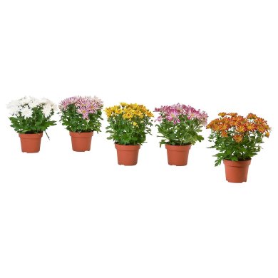IKEA CHRYSANTHEMUM (ИКЕА ХРИЗАНТЕМА) 20569736