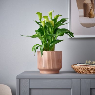 IKEA HONUNGSPALM (ИКЕА ХОНУНГСПАЛМ) 90595794 фото - 3