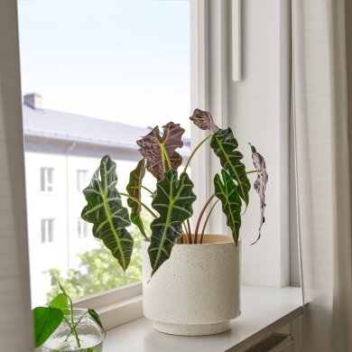 IKEA SANDKORSBAR (ИКЕА САНДКОРСБАР) 50621827 фото - 3