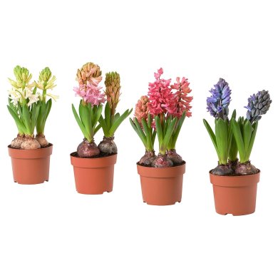 IKEA HYACINTHUS (ИКЕА ГИАЦИНТ) 40561697