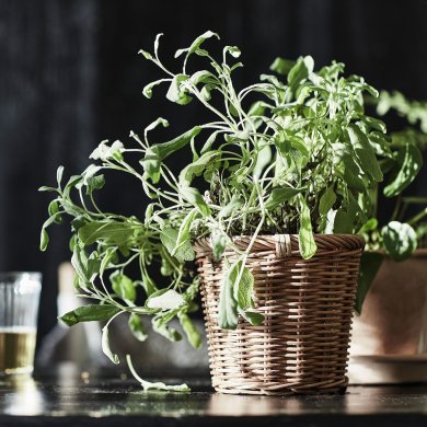 KAKTUSFIKON - 5 IKEA KAKTUSFIKON (ИКЕА КАКТУСФИКОН) 50454885 фото - 5