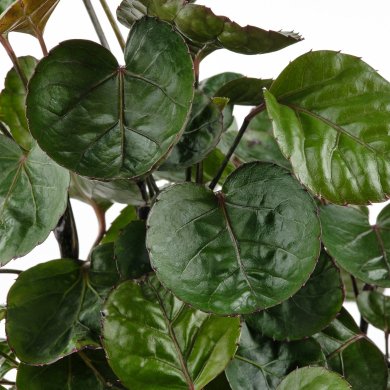 IKEA POLYSCIAS (ИКЕА POLYSCIAS) 00578666 фото - 2