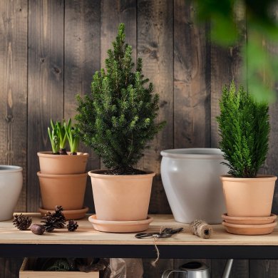 PICEA GLAUCA CONICA - 2 IKEA PICEA GLAUCA CONICA (ИКЕА ПИСЕЯ ГЛАУКА КОНИКА) 20561698 фото - 2