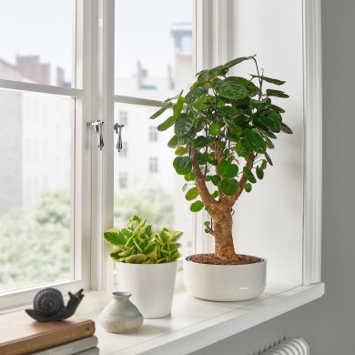 IKEA POLYSCIAS (ИКЕА POLYSCIAS) 00578666 фото - 4