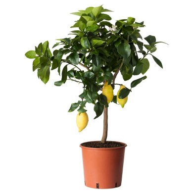 IKEA CITRUS (ИКЕА ЦИТРУСОВЫЕ) 20574629